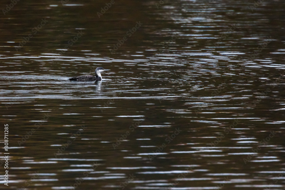 Red-throated loon (Gavia stellata)