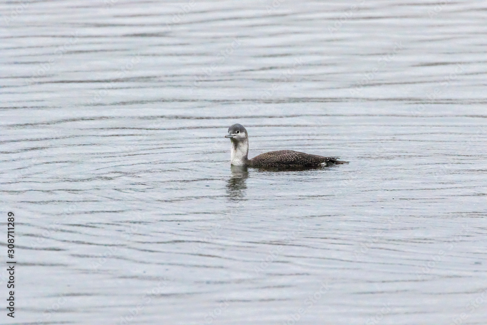 Red-throated loon (Gavia stellata)