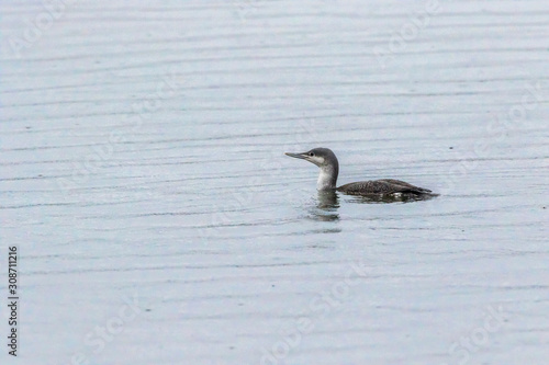 Obraz na płótnie Red-throated loon (Gavia stellata) w salonie