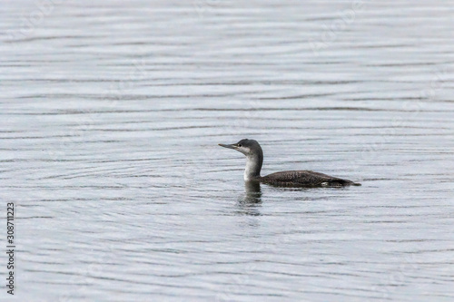 Obraz na płótnie Red-throated loon (Gavia stellata) w salonie
