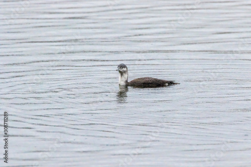 Obraz na płótnie Red-throated loon (Gavia stellata) w salonie