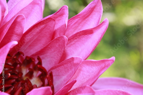 Fototapeta Naklejka Na Ścianę i Meble -  Pink Water lily flower
