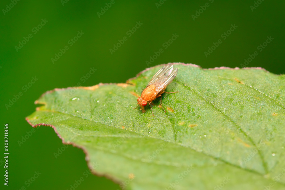 trypetid on plant trypetid on plant
