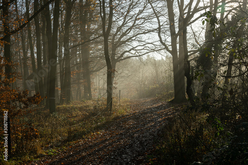 Herbstlicher Wald Weg mit Laub und Sonne durchflutet