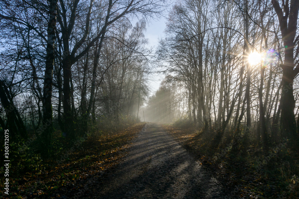 Waldweg im Nebel und Sonnenlicht Waldweg im Nebel und Sonnenlicht