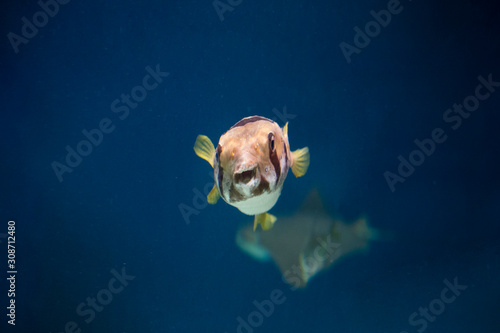 Little puffer fish in an aquarium, exotic fish photo