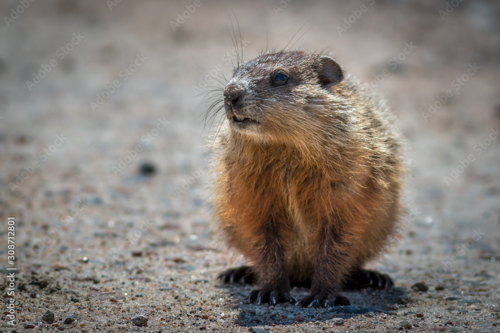 A muskrat looks off into the distance. A muskrat looks off into the distance.