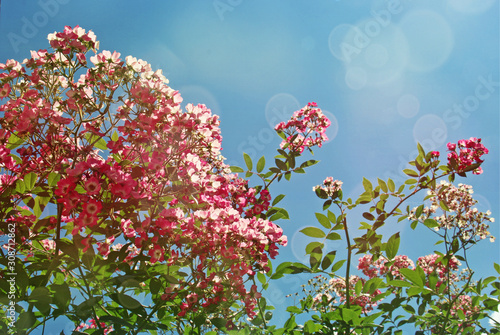 Flowering tree and blue sky in spring
