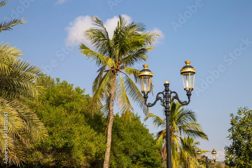 palm trees against the sky