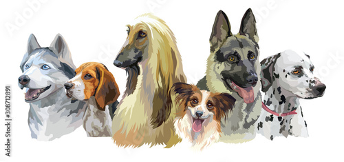 Fototapeta Naklejka Na Ścianę i Meble -  Vector dog breeds