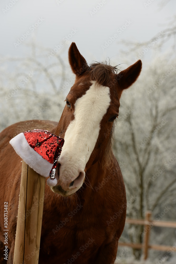 Der Duft vom Weihnachtsmann. Pferd schnuppert an Nikolausmütze Stock Photo  | Adobe Stock