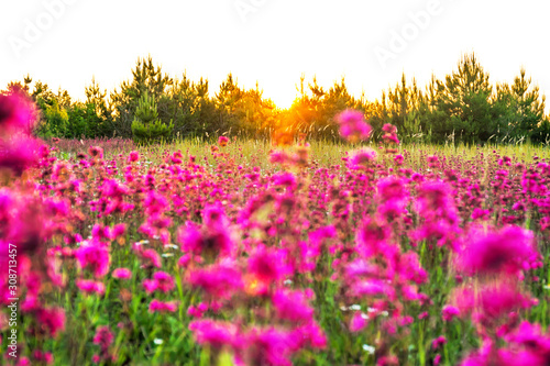 spring landscape with blooming purple flowers on meadow