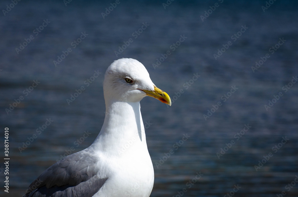 seagull on beach