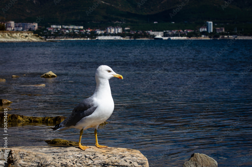 seagull on beach seagull on beach
