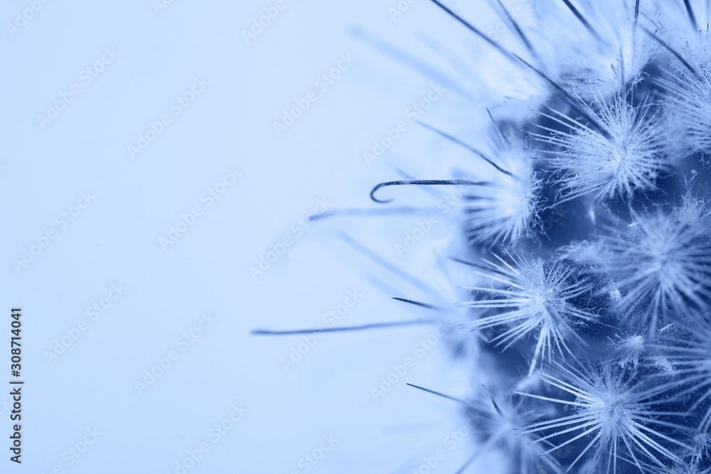 Macro photo of cactus and spines on blue background. Colored in classic blue. Color of 2020