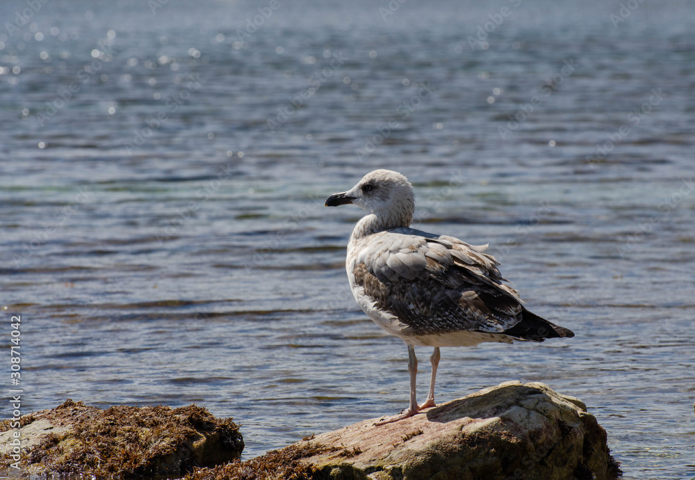 Obraz premium seagull on the beach