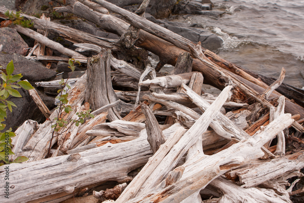 Dead trees in the flood area. Dry logs on the shore of the reservoir Dead trees in the flood area. Dry logs on the shore of the reservoir