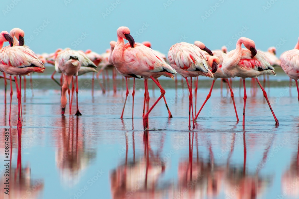 Obraz premium Wild african birds. Group birds of pink african flamingos walking around the blue lagoon on a sunny day