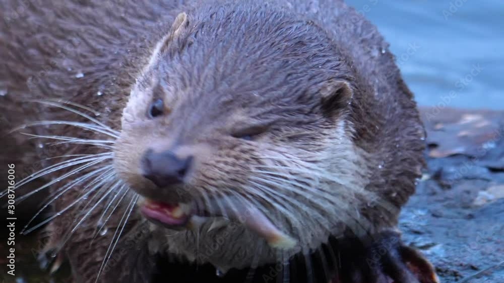 Close up of River otter eating fish Close up of River otter eating fish