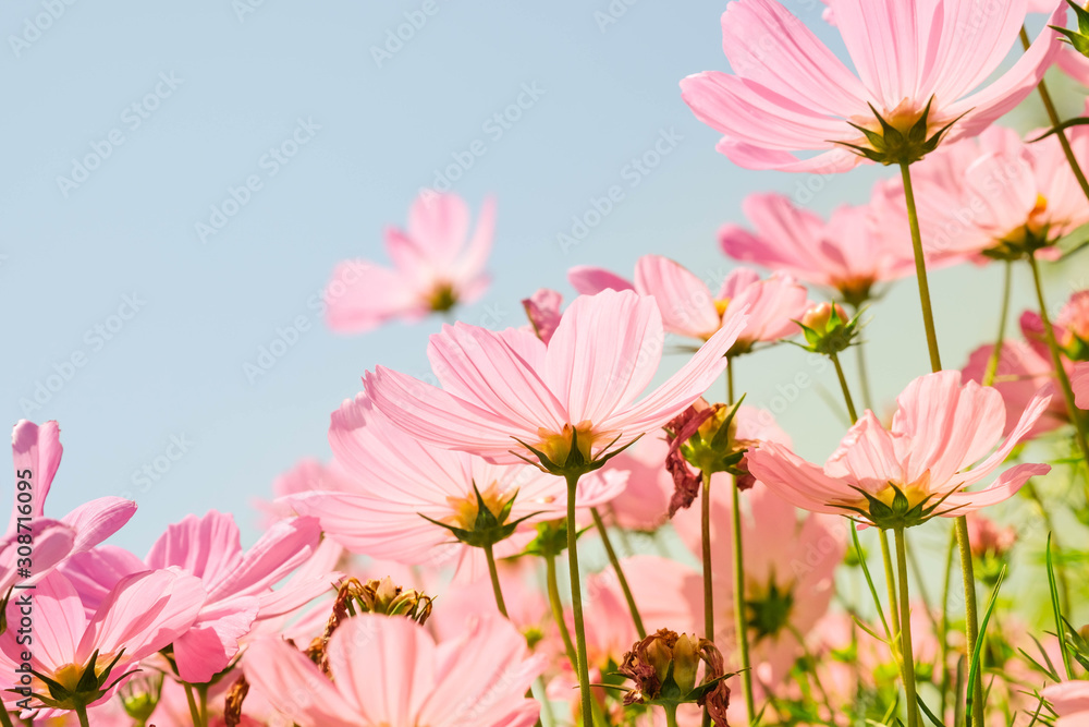 the beautiful cosmos flowers in the garden with the sunny day using as nature background and wallpaper.