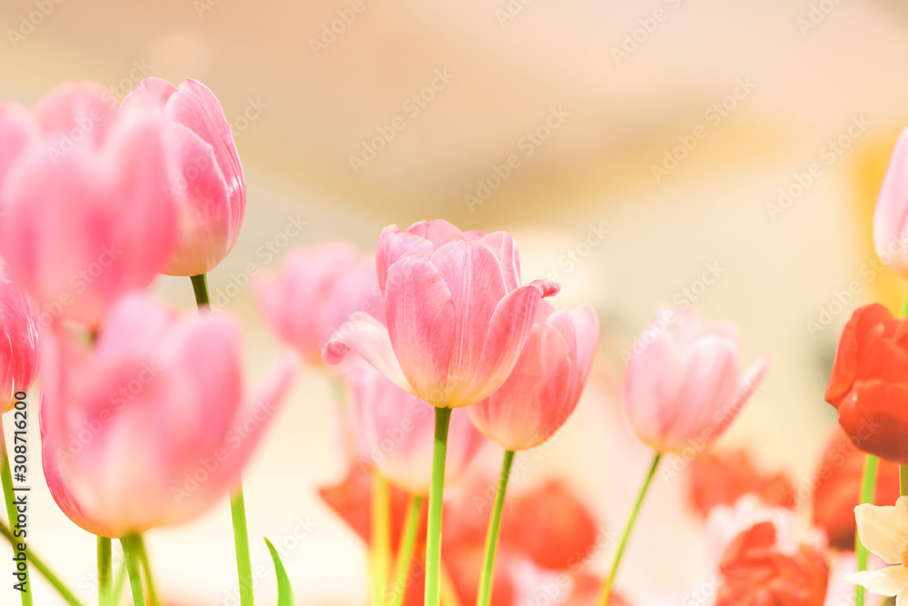 The beautiful tulip flowers in the garden using as the nature background and spring season wallpaper concept. The beautiful tulip flowers in the garden using as the nature background and spring season wallpaper concept.