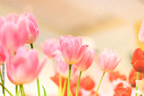Fototapeta Naklejka Na Ścianę i Meble -  The beautiful tulip flowers in the garden using as the nature background and spring season wallpaper concept.