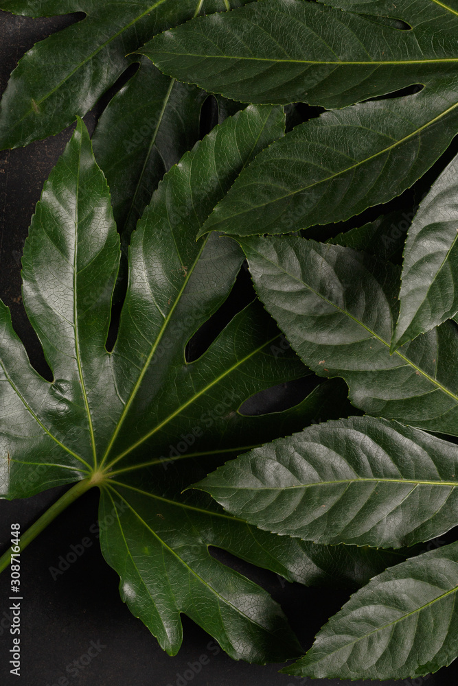 Fototapeta premium The green leaves of the tropical plant close up. View from above