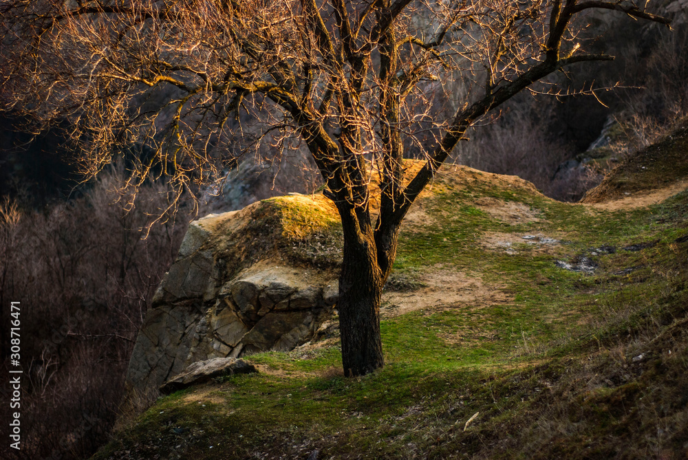 spring, autumn landscape of a lonely tree on the slopes. In a warm tone, sunset light spring, autumn landscape of a lonely tree on the slopes. In a warm tone, sunset light