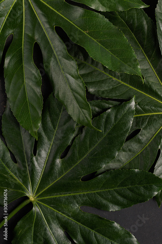 The green leaves of the tropical plant close up. View from above