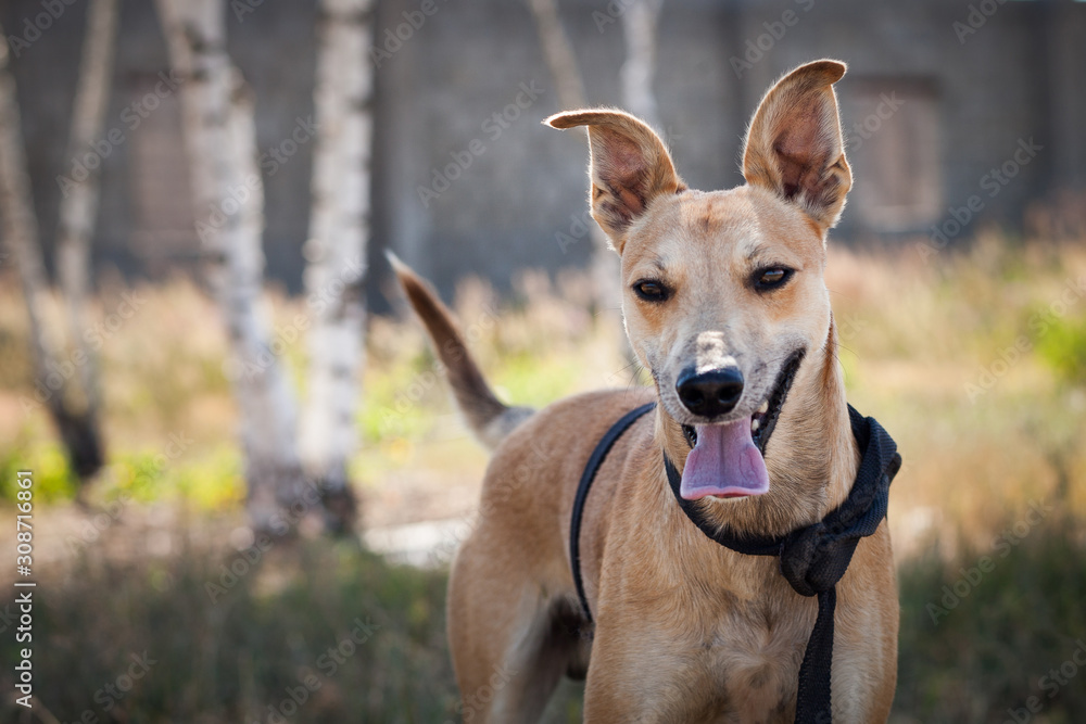 Small cream dog of indeterminate breed in harness