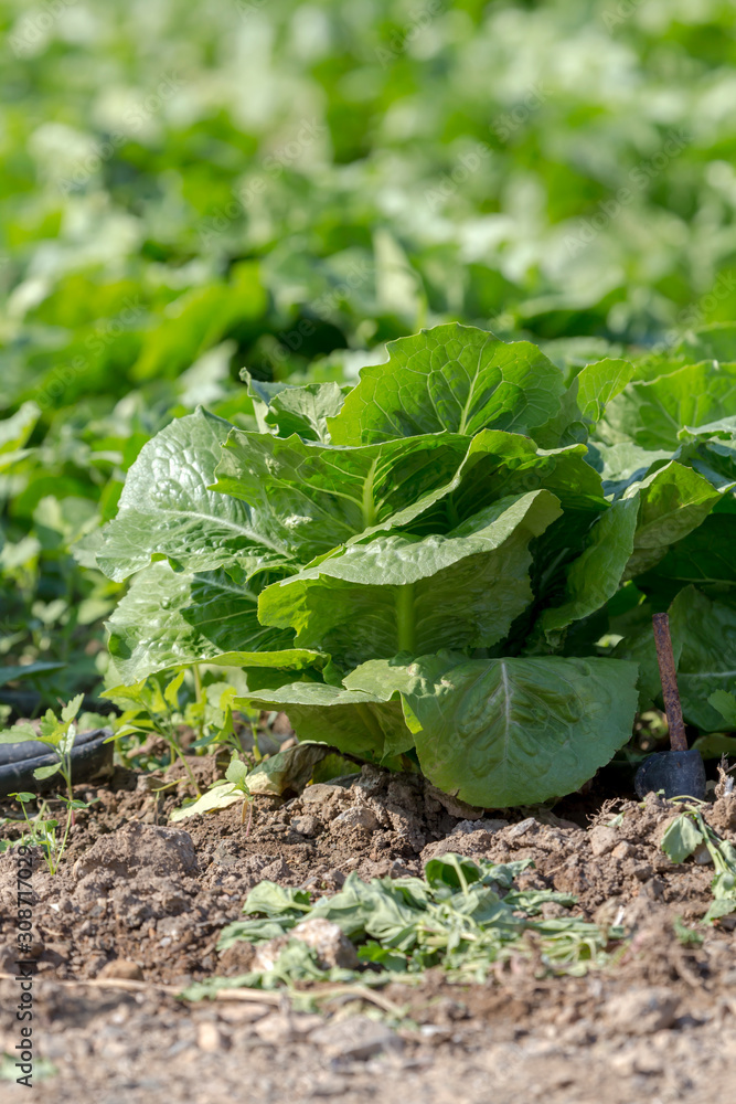 The lettuce growing in the field The lettuce growing in the field
