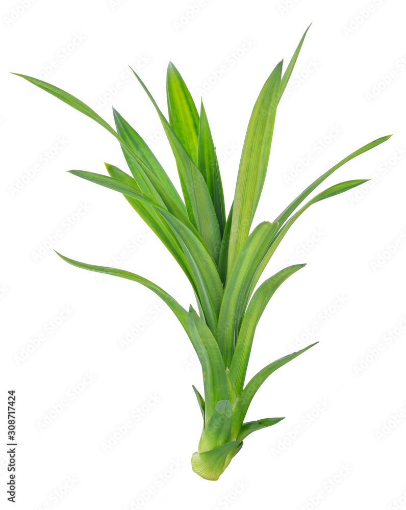 Pandan Leaves isolated on white Pandan Leaves isolated on white