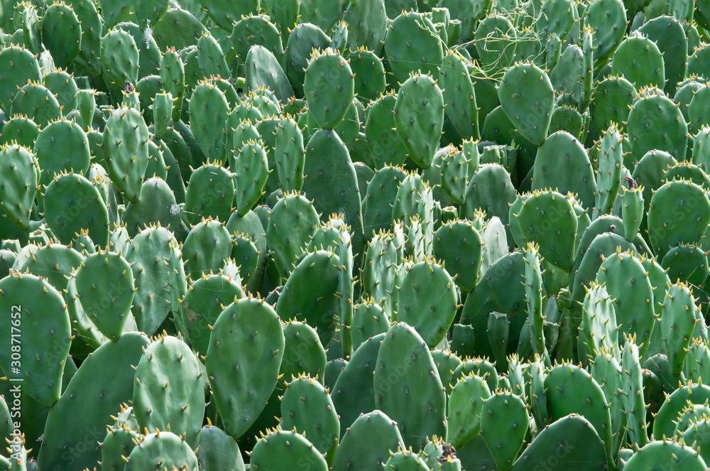 Cactus plant, Prickly pear cactus background. foto de Stock | Adobe Stock Cactus plant, Prickly pear cactus background. foto de Stock | Adobe Stock