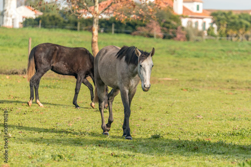 Lusitan horses in the pasture  Golega  Portugal