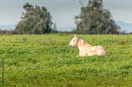 Lusitan horses in the pasture, Golega, Portugal