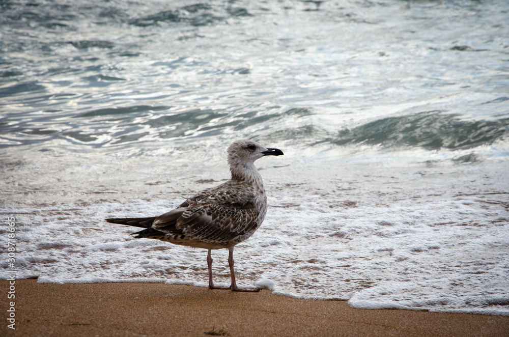 seagull on the beach seagull on the beach