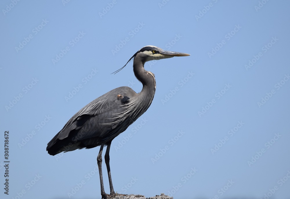 Fototapeta premium closeup of Great Blue Heron blue sky background, side view 
