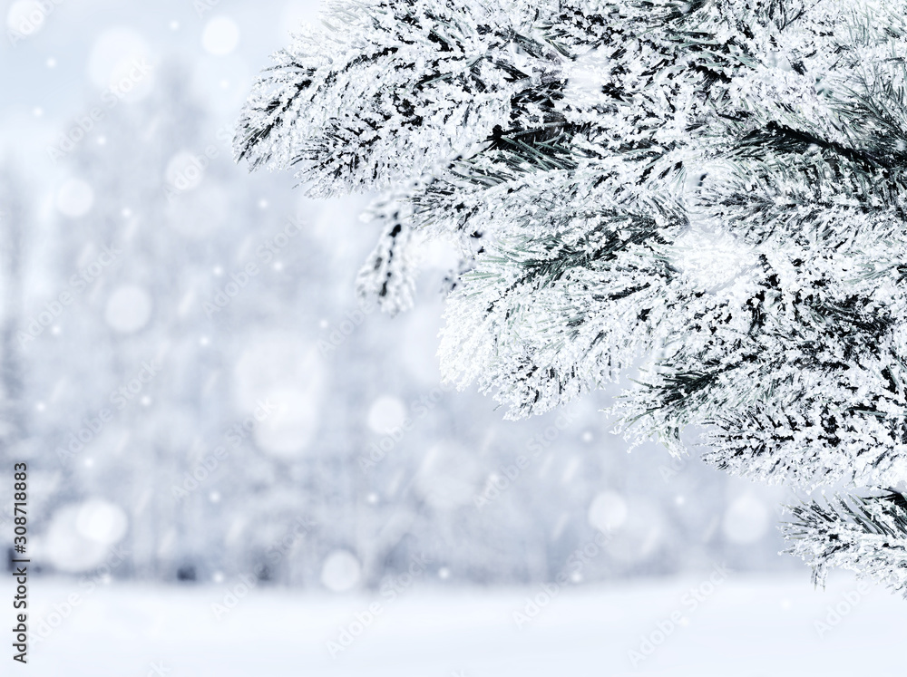 Obraz premium desaturated pine branch in snow