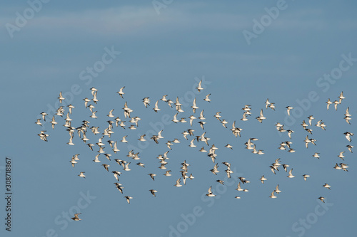 Red Knot, Grey Plover and Dunlin birds flying over sea at daytime