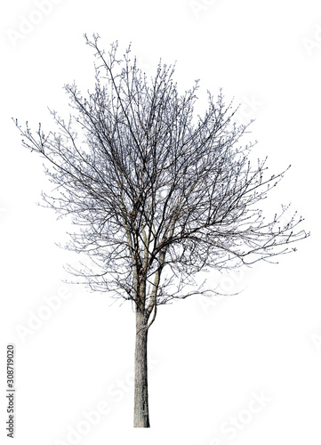 isolated dense bare winter tree