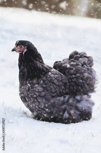 Free range blue Cochin or Pekin hen walking in the yard during a snow storm. Selective focus with blurred background. photo