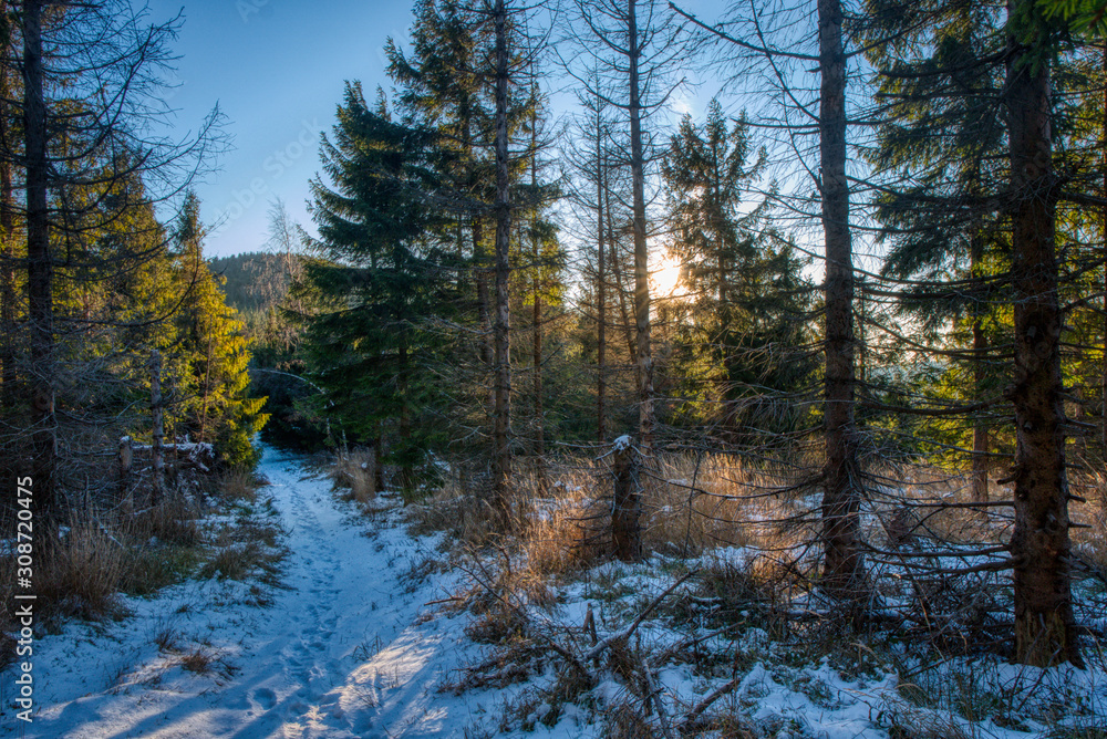 hiking trail in the mountains with forest around and beautiful sun