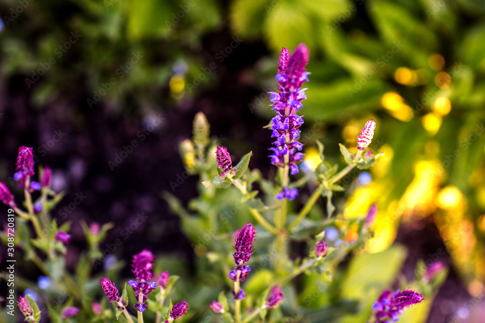 Obraz premium Lawenda