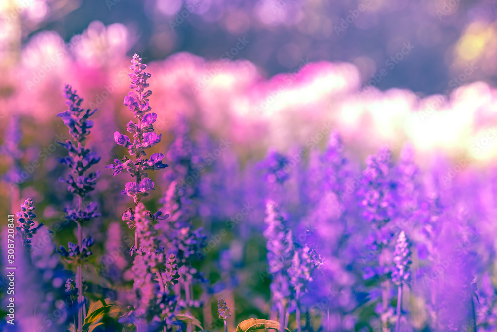 Obraz premium Selective soft focus of Beautiful violet salvia farinacea flower field in outdoor garden background. Blue Salvia flower blooming in the spring. Colorful purple flowers plant of victoria blue.