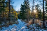 hiking trail in the mountains with forest around and beautiful sun