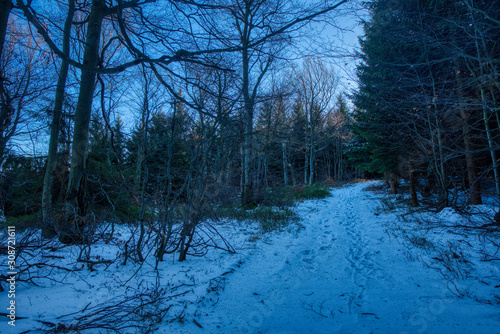 snowy path in early morning forest © Martin