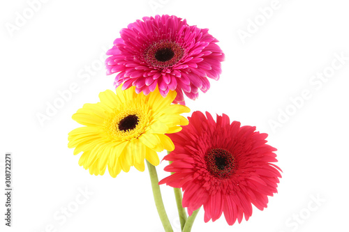 Bouquet of gerbera flowers isolated on white background