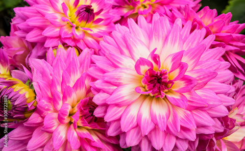 Bright pink dahlias with white accent in the centre.
