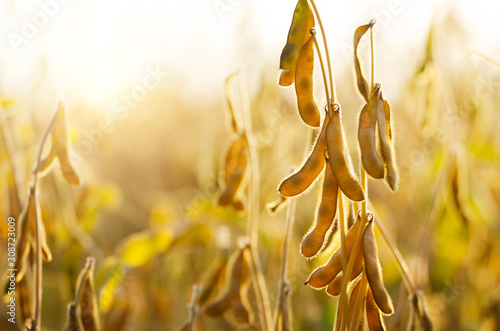 Soy pods at field sunset time backlit by sun closeup photo photo