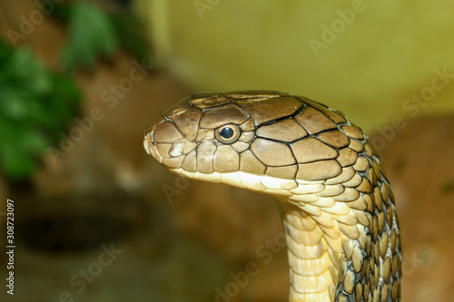 Close up head king cobra is dangerous snake at garden thailand